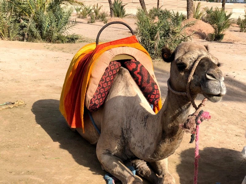 Camellos en Marruecos